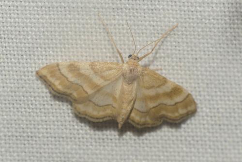 Réf. 266 532 : Idaea circuitaria